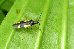 Dryophilocoris flavoquadrimaculatus