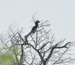 Bycanistes bucinator