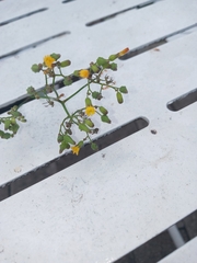 Youngia thunbergiana