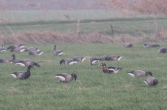 Branta ruficollis