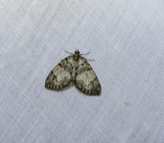 Hydriomena perfracta