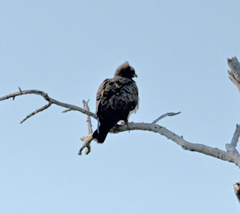 Hieraaetus wahlbergi