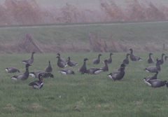 Branta ruficollis