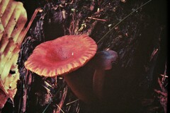 Lactarius rufus