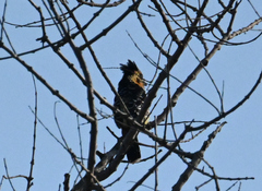 Trachyphonus vaillantii