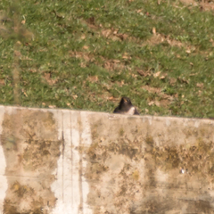 Turdus torquatus