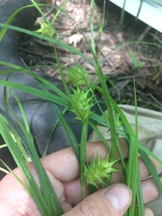 Carex louisianica
