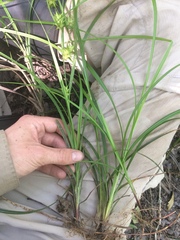 Carex louisianica