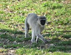 Chlorocebus pygerythrus