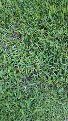 Stenotaphrum secundatum