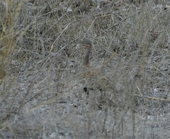 Eupodotis ruficrista