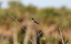 Alopochelidon fucata