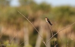 Alopochelidon fucata