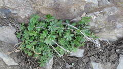 Potentilla intermedia