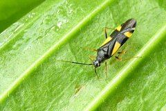 Dryophilocoris flavoquadrimaculatus