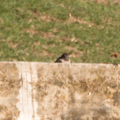Turdus torquatus
