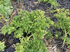 Astydamia latifolia