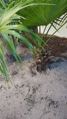 Acoelorraphe wrightii