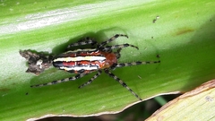Alpaida grayi