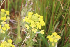 Triphysaria versicolor