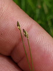 Eleocharis acicularis