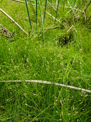 Eleocharis acicularis