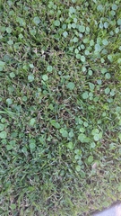 Hydrocotyle umbellata