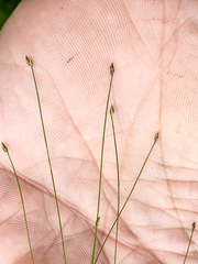 Eleocharis acicularis