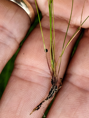 Eleocharis acicularis