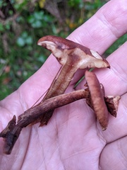 Tricholoma fulvum