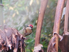 Melanerpes pucherani