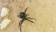 Latrodectus