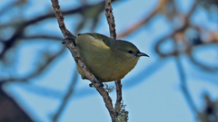 Chlorodrepanis virens
