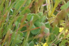 Triphysaria versicolor
