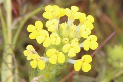 Triphysaria versicolor