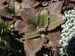 Gunnera hamiltonii