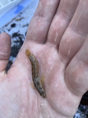 Etheostoma flabellare