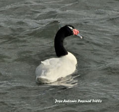 Cygnus melancoryphus
