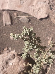 Atriplex polycarpa