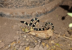 Rhinocheilus lecontei