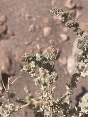 Atriplex polycarpa
