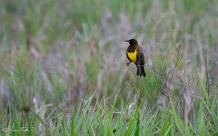 Pseudoleistes virescens