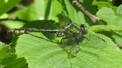 Ophiogomphus mainensis