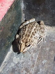 Leptodactylus macrosternum