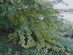Alnus