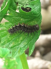 Vanessa vulcania