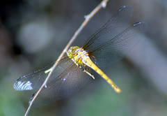 Sympetrum meridionale