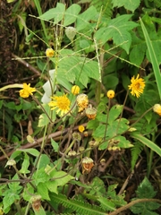 Munnozia