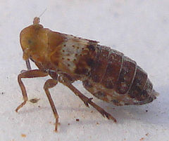 Conomelus anceps