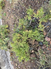 Lavandula canariensis